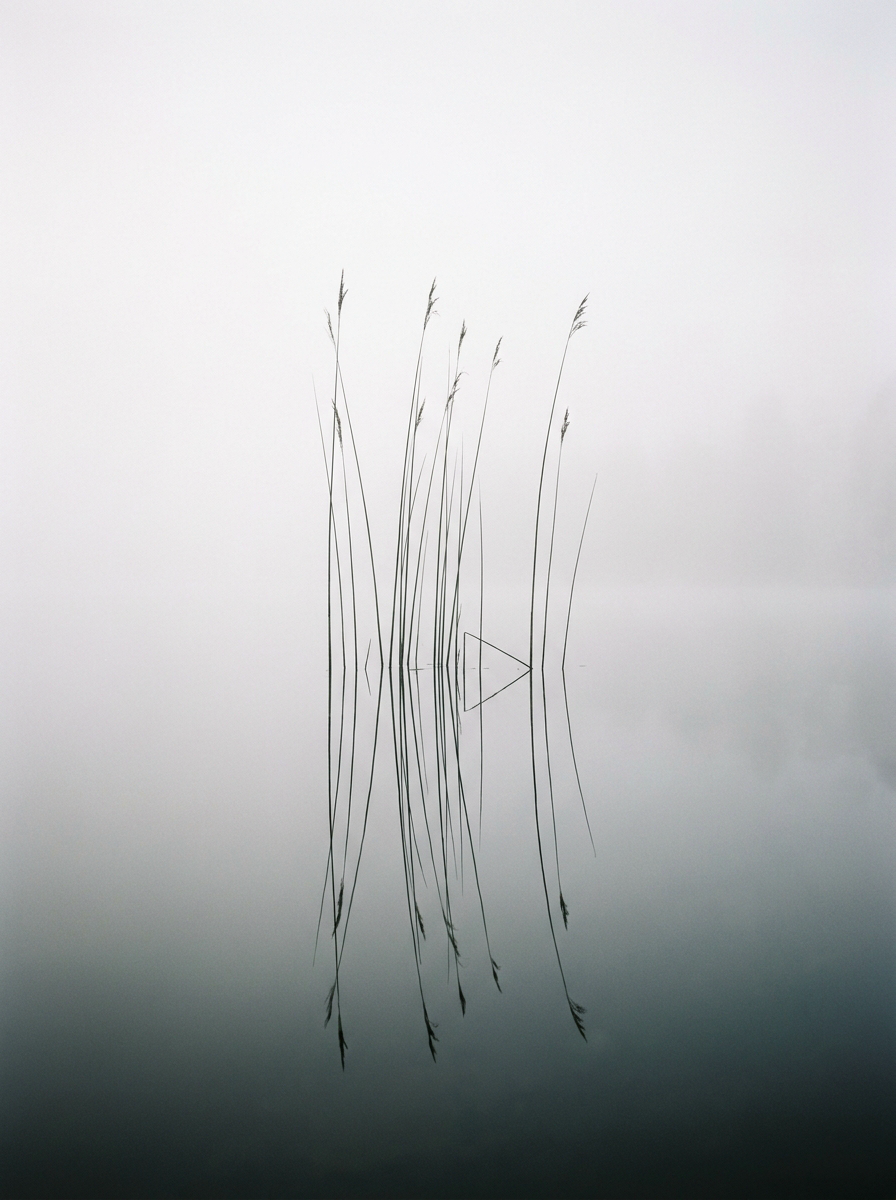 Foggy Reeds